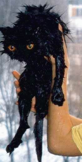 Bath time for cats (34 pics)