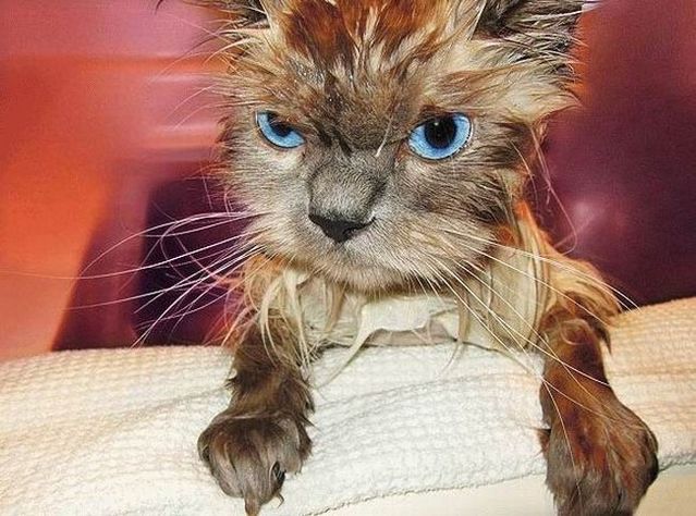 Bath time for cats (34 pics)