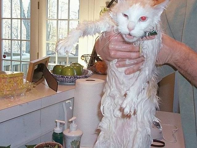 Bath time for cats (34 pics)