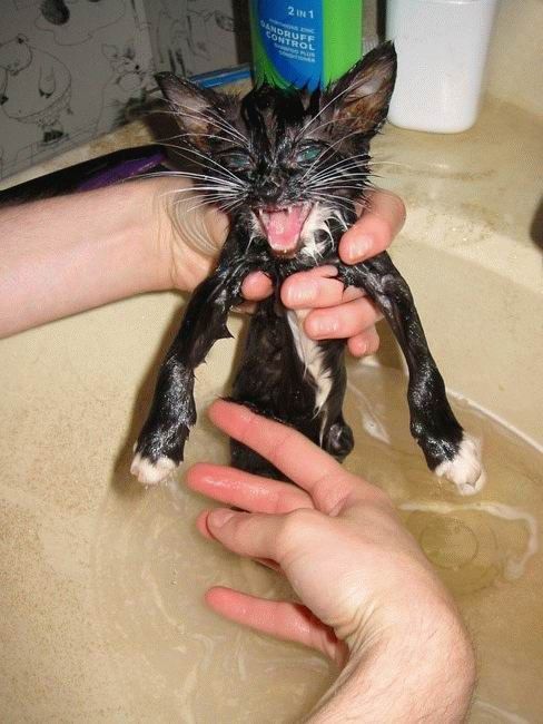 Bath time for cats (34 pics)