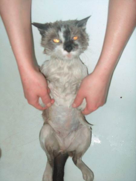 Bath time for cats (34 pics)