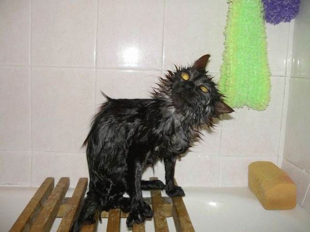 Bath time for cats (34 pics)
