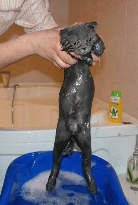 Bath time for cats (34 pics)