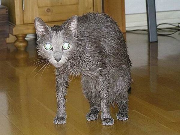 Bath time for cats (34 pics)