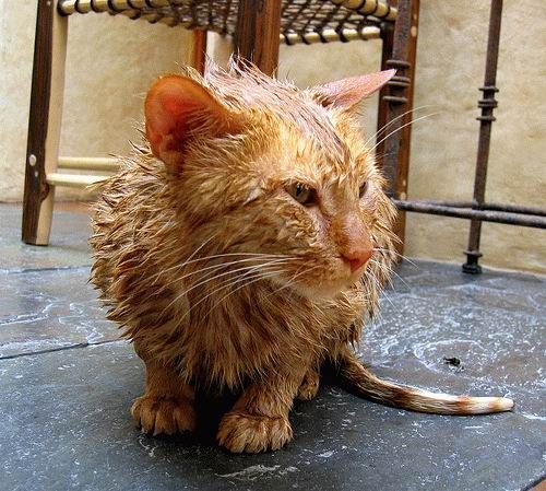 Bath time for cats (34 pics)