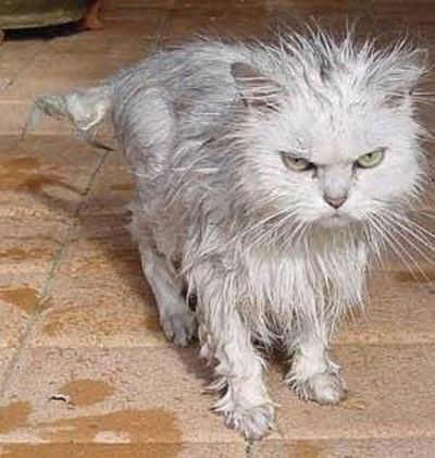 Bath time for cats (34 pics)