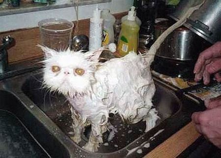 Bath time for cats (34 pics)