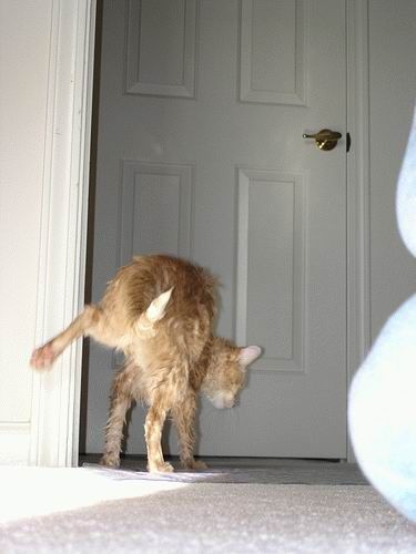 Bath time for cats (34 pics)