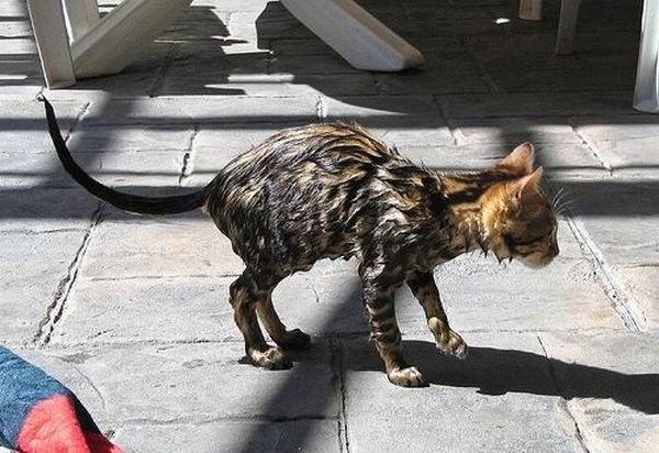 Bath time for cats (34 pics)