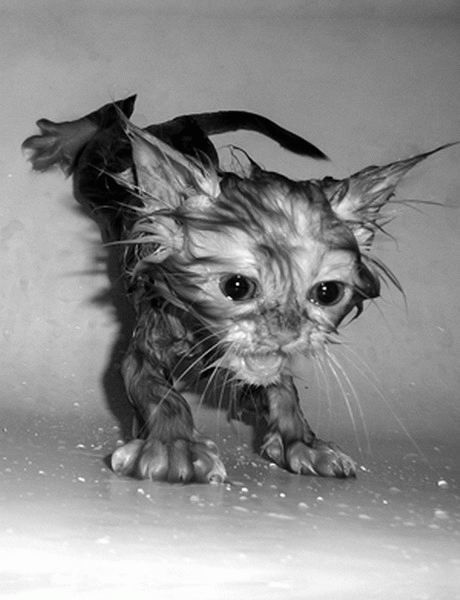 Bath time for cats (34 pics)