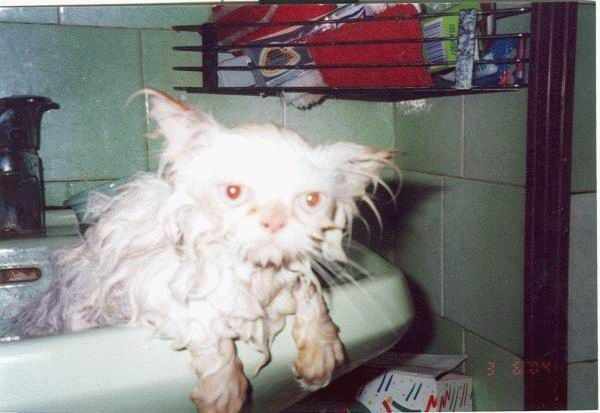 Bath time for cats (34 pics)