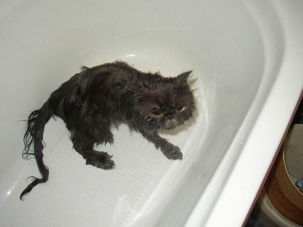 Bath time for cats (34 pics)