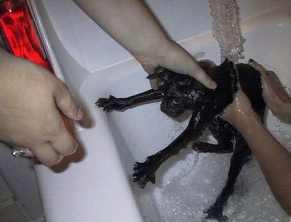 Bath time for cats (34 pics)