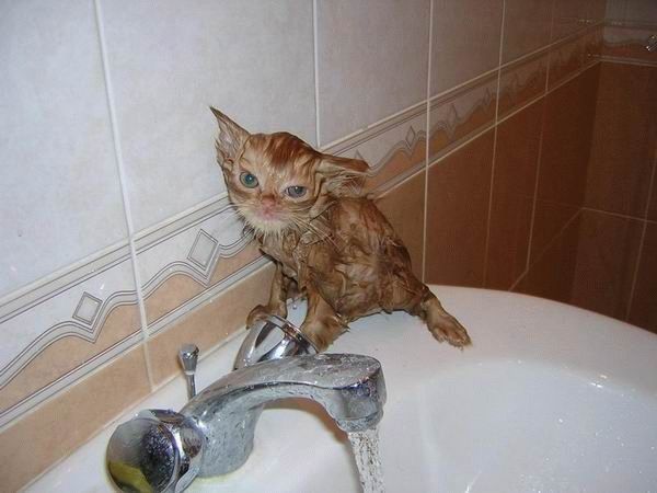 Bath time for cats (34 pics)