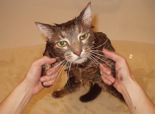 Bath time for cats (34 pics)