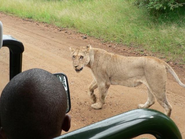Kruger National Park (52 pics)