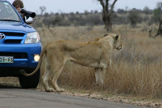 Kruger National Park (52 pics)