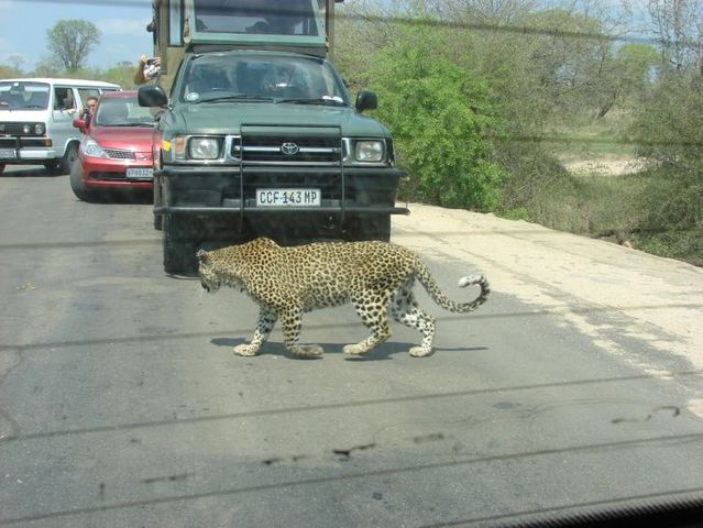 Kruger National Park (52 pics)