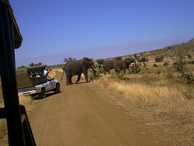 Kruger National Park (52 pics)