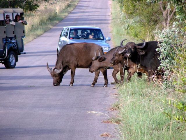Kruger National Park (52 pics)