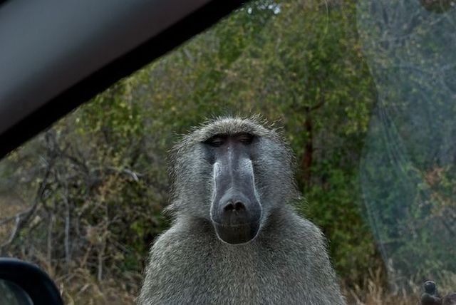 Kruger National Park (52 pics)