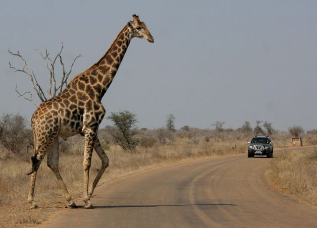 Kruger National Park (52 pics)