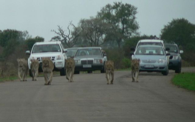 Kruger National Park (52 pics)