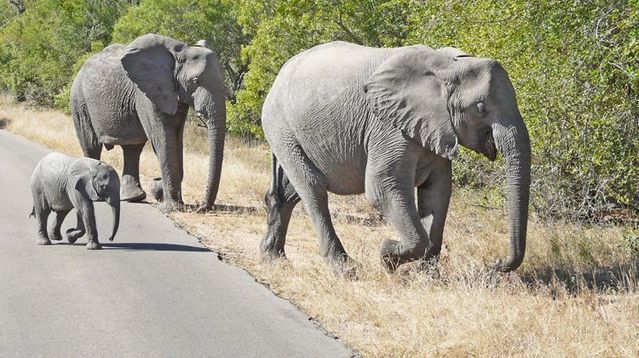 Kruger National Park (52 pics)