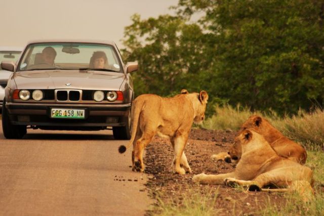 Kruger National Park (52 pics)