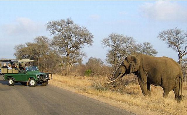 Kruger National Park (52 pics)