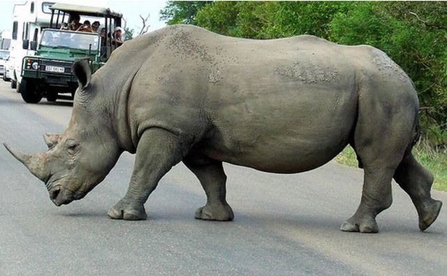 Kruger National Park (52 pics)