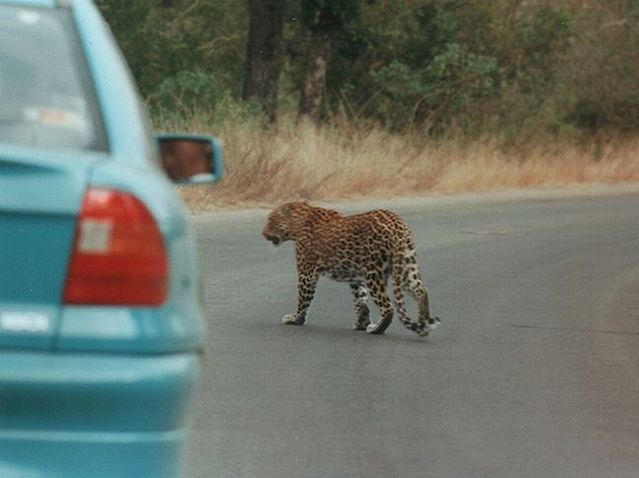 Kruger National Park (52 pics)