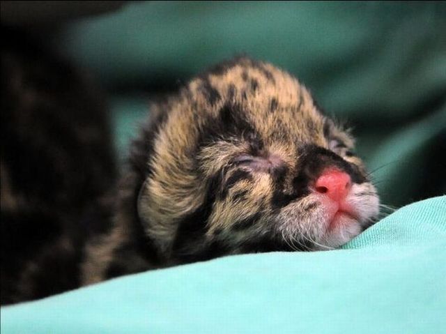 Rare clouded leopard cubs were born at the zoo (10 pics)