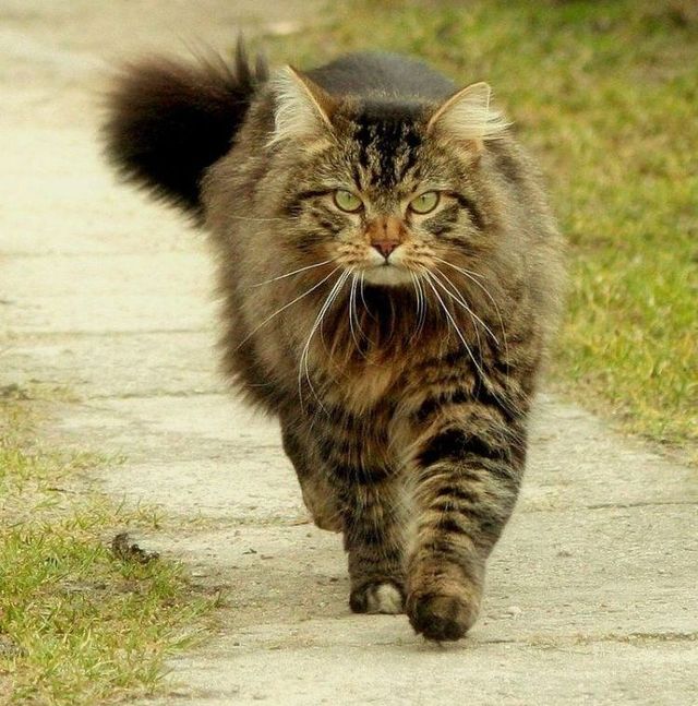 These funny animals (59 pics)