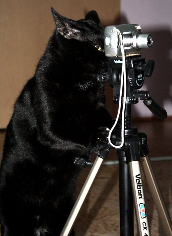 These funny animals (59 pics)