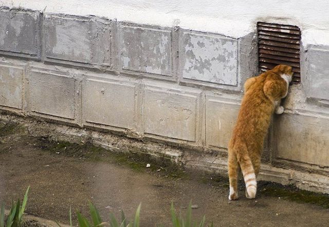 These funny animals (59 pics)