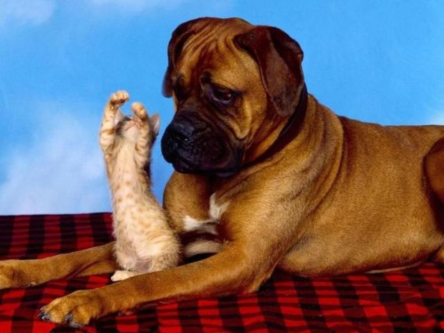 These funny animals (59 pics)