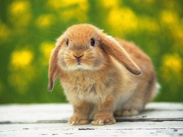 These funny animals (59 pics)