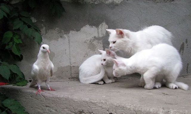 These funny animals (59 pics)