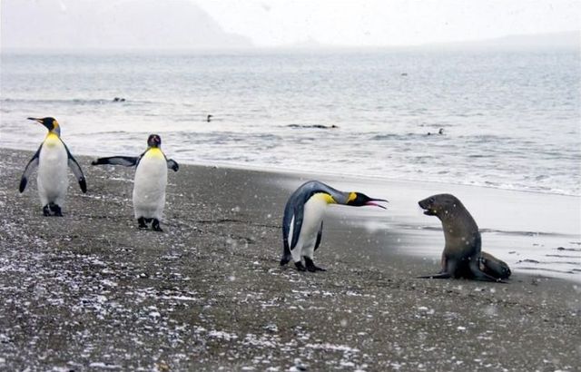These funny animals (59 pics)