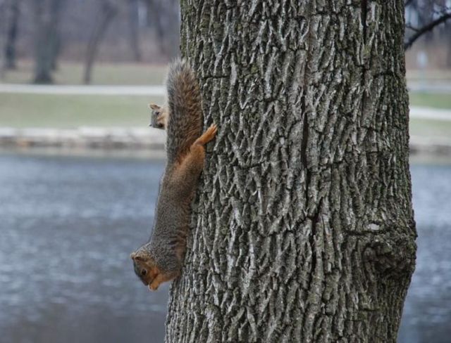 These funny animals (59 pics)