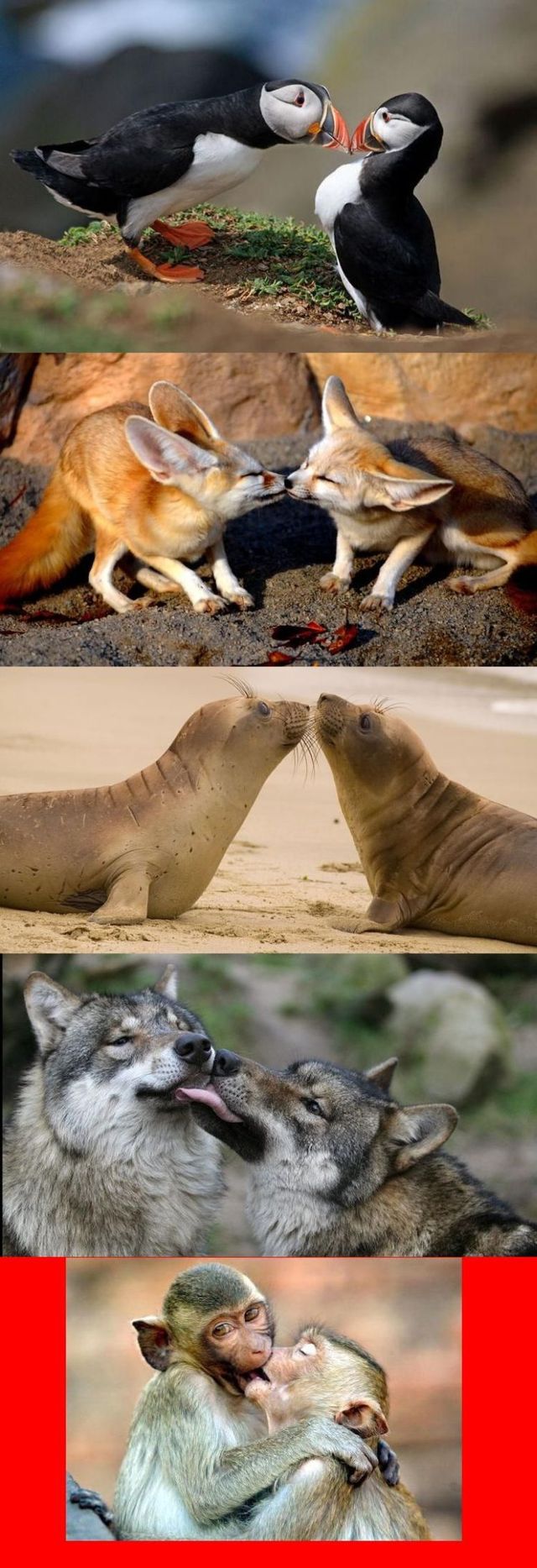 These funny animals (59 pics)