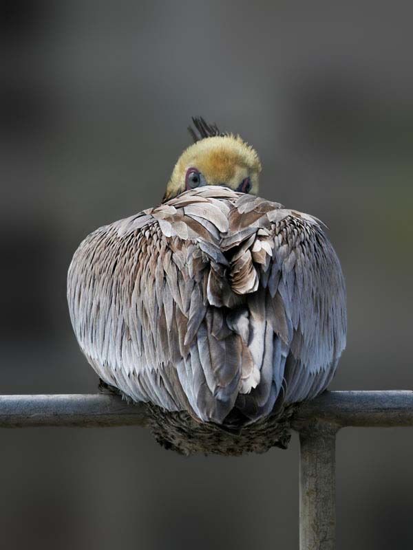 These funny animals (59 pics)