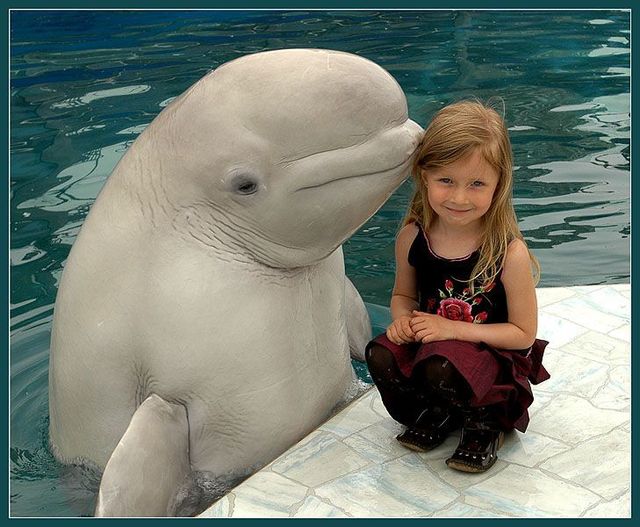 These funny animals (59 pics)
