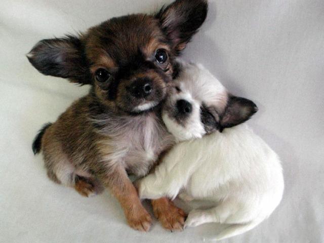 These funny animals (59 pics)