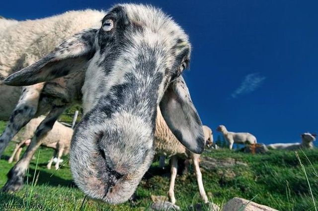 These funny animals (59 pics)