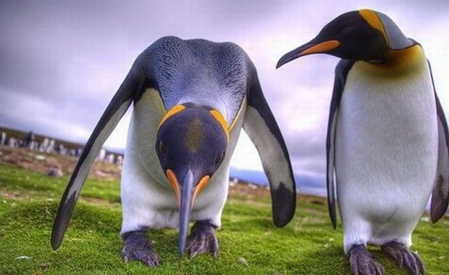 These funny animals (59 pics)