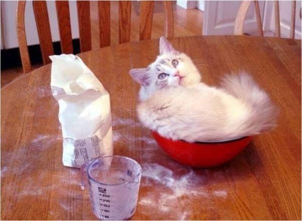 These funny animals (59 pics)