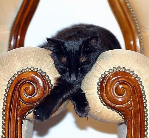 These funny animals (59 pics)