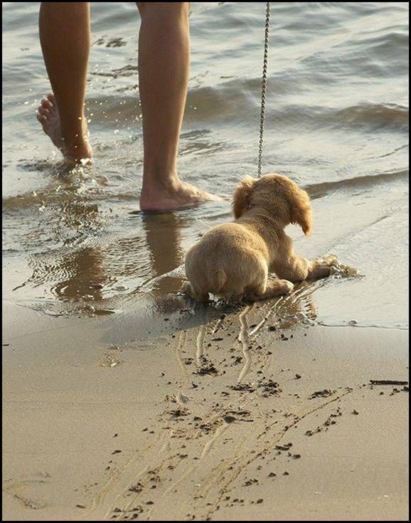 These funny animals (59 pics)